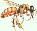 abeja