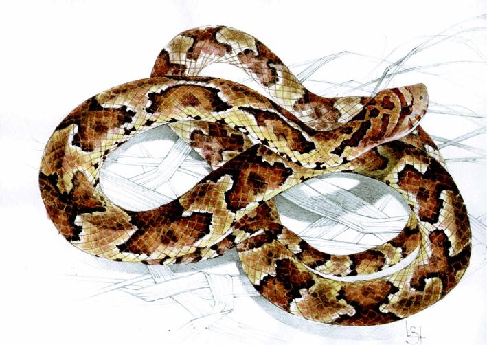 Serpiente1