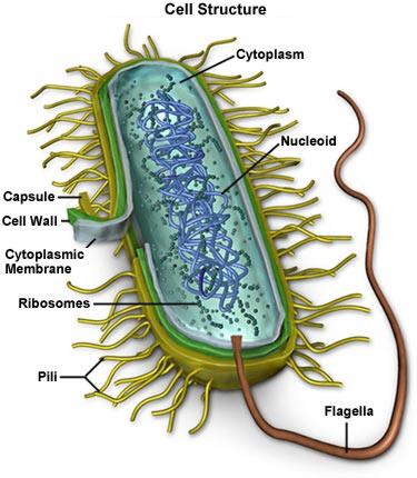 mycoplasma