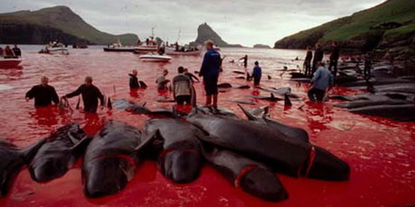 matanza-de-delfines-en-las-islas-feroe-blog