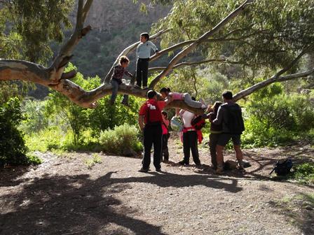 arbol-red